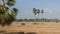 Village scene with palm trees in Cambodia