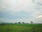 Village scenery of rice fields trees and artistic clouds