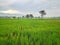 Village scenery of rice fields trees and artistic clouds