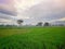 Village scenery of rice fields trees and artistic clouds