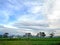Village scenery of rice fields trees and artistic clouds