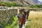 In the village of Shimshal 3100m there is no running water, which is why girls and women go down to the valley to bring water