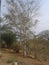 Village side simple animal resting place, Cow taking rest under tree at village area