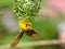 Village (Spotted-backed) Weaver