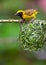 Village (Spotted-backed) Weaver