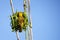 Village Spotted-backed Weaver Ploceus cucullatus sitting on his nest