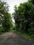 Village street with green trees friendship beauty