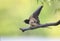 village swallow chick sits on a branch and brushes its feathers in the sun