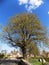 Village tree, Crookham Northumberland, England