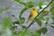 Village weaver