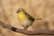 Village Weaver 6941