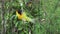 Village weaver bird in Kenya