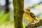 Village weaver bird looking towards camera, popular bird specie in Aviculture from Africa