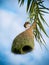 Village Weaver bird\'s nest