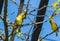 Village weaver birds sitting in a tree, tropical and colorful bird specie from Africa