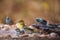 Village weaver and blue breasted cordonbleu