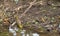 A Village Weaver drinking from a branch