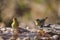 Village weaver in Kruger National park, South Africa