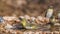 Village weaver in Kruger National park, South Africa