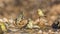 Village weaver in Kruger National park, South Africa