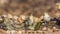 Village weaver in Kruger National park, South Africa