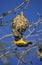 Village Weaver, ploceus cucullatus, Male building Nest, Samburu Park in Kenya