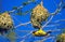 Village Weaver, ploceus cucullatus, Male building Nest, Tanzania