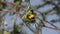 Village Weaver, ploceus cucullatus, Male working on Nest, Bogoria Park in Kenya,