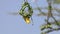 Village Weaver, ploceus cucullatus, Male working on Nest, Bogoria Park in Kenya