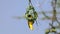 Village Weaver, ploceus cucullatus, Male working on Nest, Bogoria Park in Kenya,