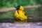 Village weaver Ploceus cucullatus taking a bath