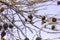 Village Weavers (Ploceus cucullatus) with their nests on Naivasha lake, Ken