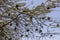 Village Weavers (Ploceus cucullatus) with their nests on Naivasha lake, Ken