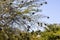 Village Weavers (Ploceus cucullatus) with their nests on Naivasha lake, Ken