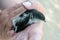 A village woman tries to help a wounded bird