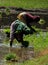 Village women working in a rice field.