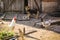Village yard.chickens,rooster and dog.