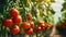 Villagecore Charm: Ripe Tomatoes Flourishing in a Greenhouse. Generative ai