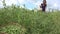 Villager woman girl pick ripe peas pods to wicker basket. Focus change. 4K