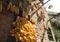 Villagers drying corn, adobe rgb