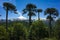Villarrica volcano and Araucaria araucana forest Monkey puzzle trees, Villarrica National Park, Chile, Lush green environment