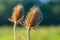 Villi of dried flower bristles,  fuller`s vili, dry plant on a neutral background, mode lighting.