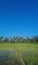 Villukuri paddy field, bright blue sky kanyakumari, Tamil Nadu