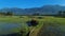 Villukuri paddy field and western ghats mountain range kanyakumari, Tamil Nadu