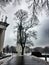 Vilnius central square tree