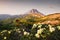 Vilyuchinsky volcano and blooming yellow rhododendrons. Kamchatka, Russia