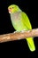 Vinaceous-breasted amazon parrot