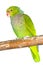 Vinaceous-breasted amazon parrot