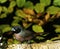 Vinaceous Fire Finch or Black-Faced Fire Finch, lagonosticta vinacea