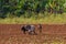 VINALES, CUBA - DECEMBER 14, 2019: Cuban farmer ploughing field with plough pulled by oxen on tobacco plantation.. The Vinales